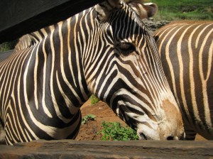 Parque de la Naturaleza de Cabárceno
